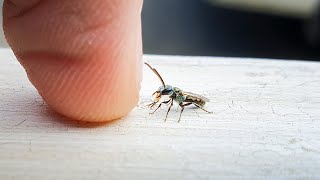 Smallest Bee is Super Cute