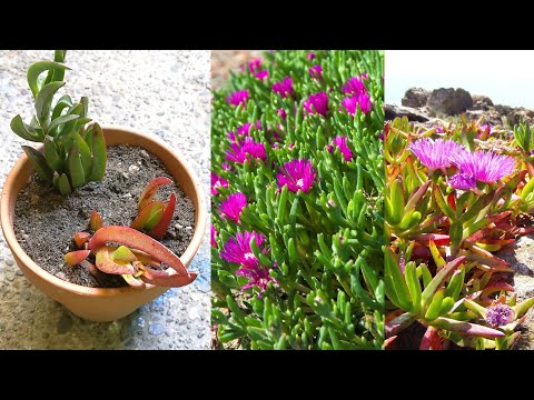 Video: Growing Ice Plant Flowers - How To Grow A Hardy Ice Plant