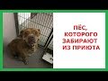 Лютые приколы. Пёс которого забирают из приюта.