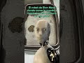 Yo sí sería esa JAJaJAJA#gatos #elonmusk #elrobotdeelonmusk #amordegatos #amantesdelosgatos #gato