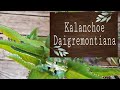 🌱 KALANCHOE Daigremontiana - Beneficios, reproducción y curiosidades