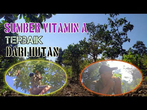 Video: Rhubarb - Sumber Vitamin Musim Bunga