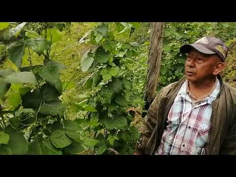 Video: Tallo de alambre de los cultivos de col: cómo manejar los cultivos de col con la enfermedad del tallo de alambre