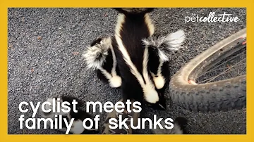 Cyclist Meets Family of Skunks | The Pet Collective