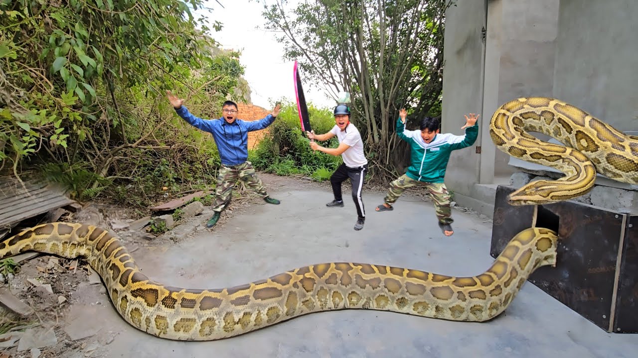 king python89 | brave hunter catches giant pythons,... Brave Hunter Catch Giant Pythons and Cobras By Hands - YouTube