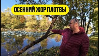 картинка: #мормышинг | Осенний жор плотвы | Здоровые рыбы рвут лески |