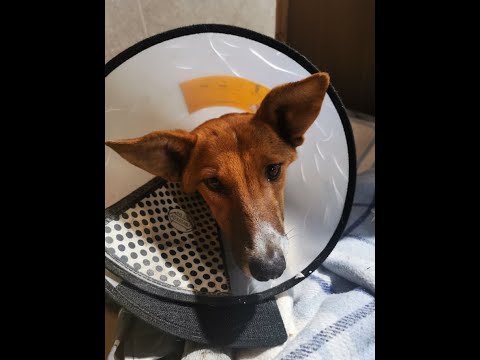 საქველმოქმედო პროგრამა \"მიუსაფარი ცხოველების დასახმარებლად\"-პირველი პაციენტი