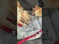どうしても姉柴と一緒に寝たくて怒っている妹　#Shorts