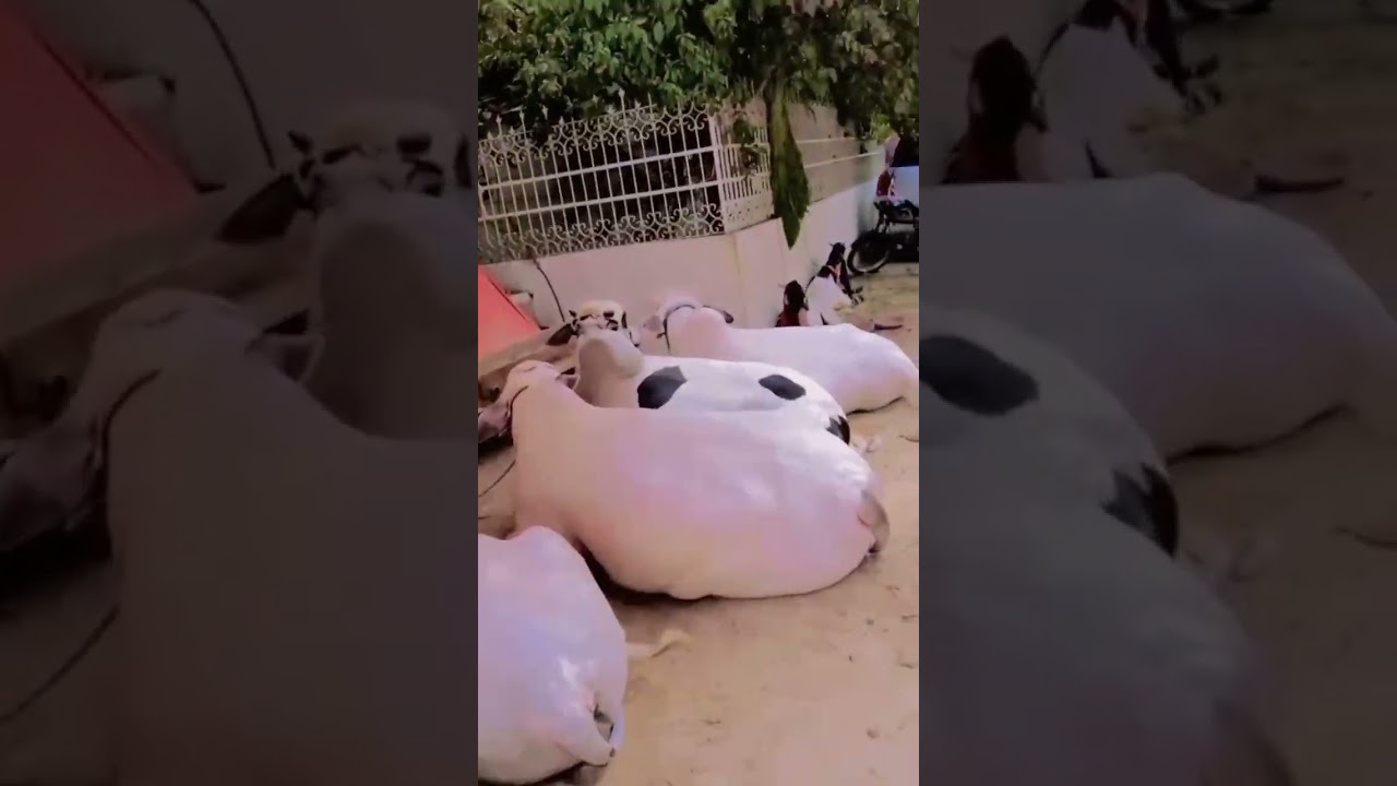 #cowlove