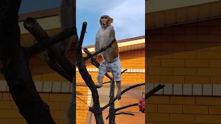 Маруся на новом наблюдательном пункте #макаки #monkey #резус #обезьянки