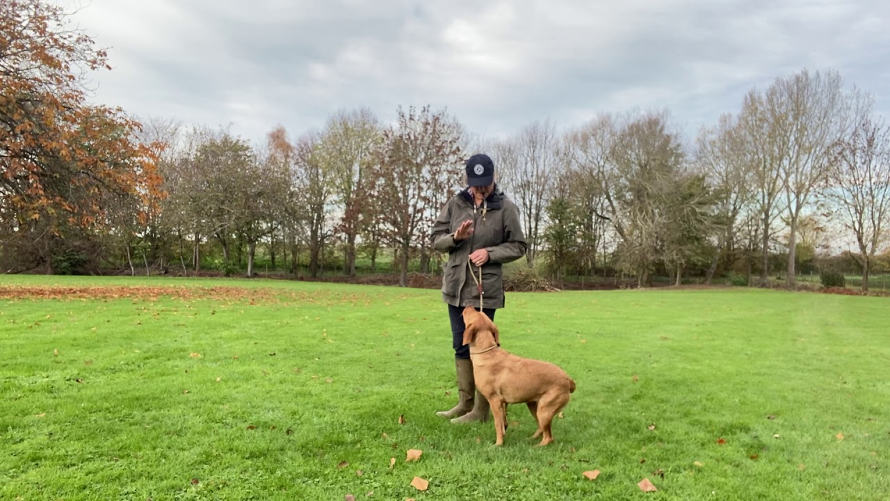 GUNDOG TRAINING Skye: Stop Whistle Stage 1 - YouTube