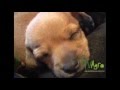¿Cómo cuidar a perro pinscher miniatura? - TvAgro por Juan Gonzalo Angel