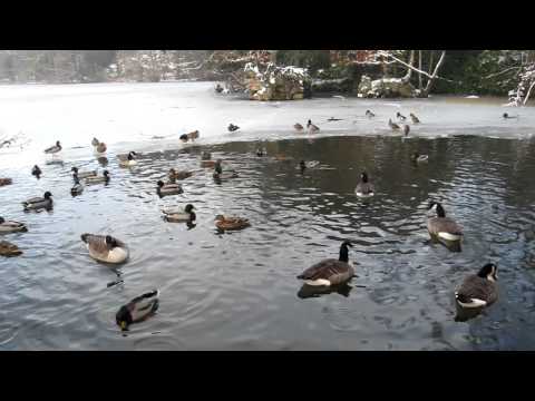 Ducks and Geese