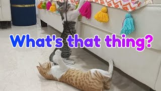 String Theory: Adventures of playful Kittens ... watch till end 😀 | Coffee Toffee videos