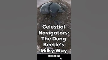 Celestial Navigators: The Dung Beetle