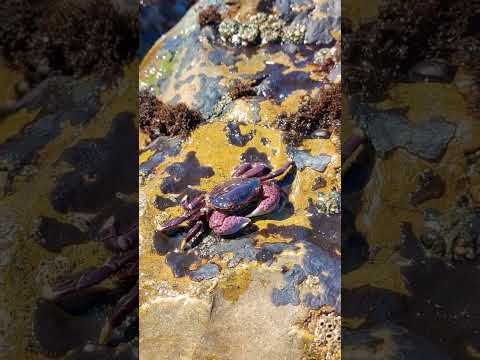 Beautiful purple shore crab 🦀
