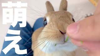 飼い主目線で見るうさぎの顔が超スーパー可愛いという事実 #643