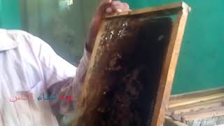 مراحل إنتاج عسل النحل من المنحل إلي العلبة