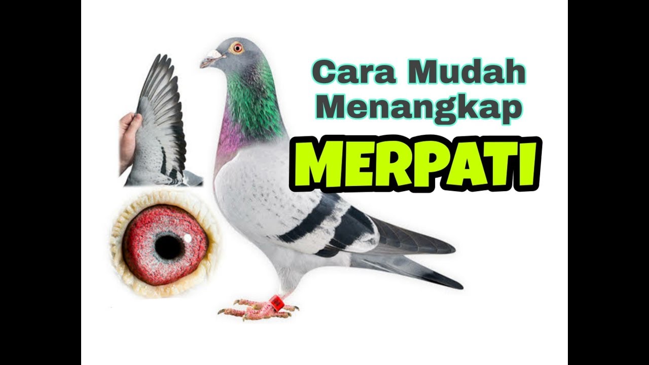Cara Mudah Menangkap MERPATI liar atau merpati kabur - YouTube