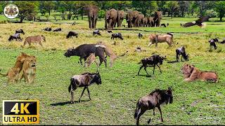 4K African Wildlife: Ruaha National Park - Relaxing Music With Video About African Wildlife