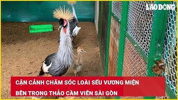 Cận cảnh chăm sóc loài sếu vương miện bên trong Thảo Cầm Viên Sài Gòn| Báo Lao Động