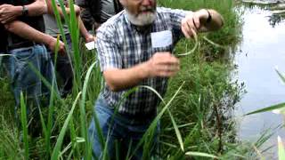 How to Identify Carex chordorrhiza
