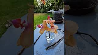 Пересадка Орхидеи и Весенняя Песня Дрозда #весна #чёрныйдрозд #орхидеи