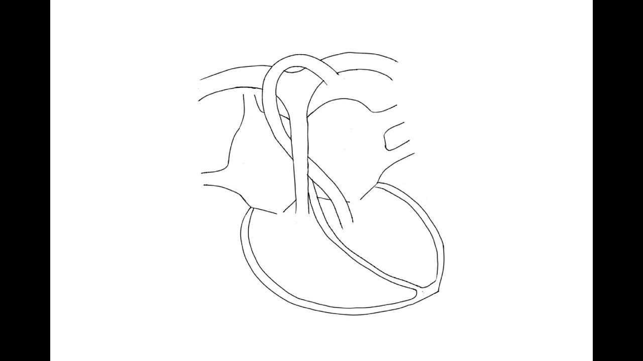 Human Heart Drawing | Adobe Sketchbook tutorial | Timelapse | মানব