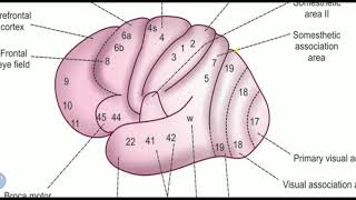 Cerebral cortex part 2 ( ppt )