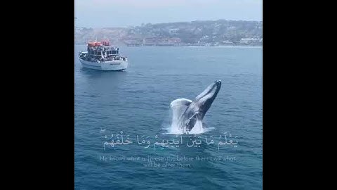 آيات جميلة بصوت هادئ - سعد الغامدي ♥🍃 حالات واتس اب دينية