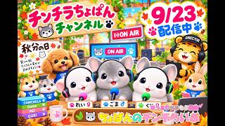 9/ 23 第433 ちょぱんのチンチらいぶ🐭🐭🐭💜 - YouTube