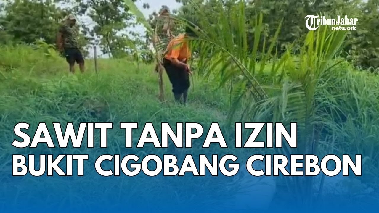 Sawit Tanpa Izin Ditanam di Bukit Cigobang Cirebon, Warga Resah