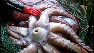 Unbelievable Enormous Squid Catch Cook & Process from Japan Giant Seas