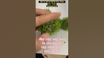 Xem Rệp Sáp gây hại trên quả chôm chôm.