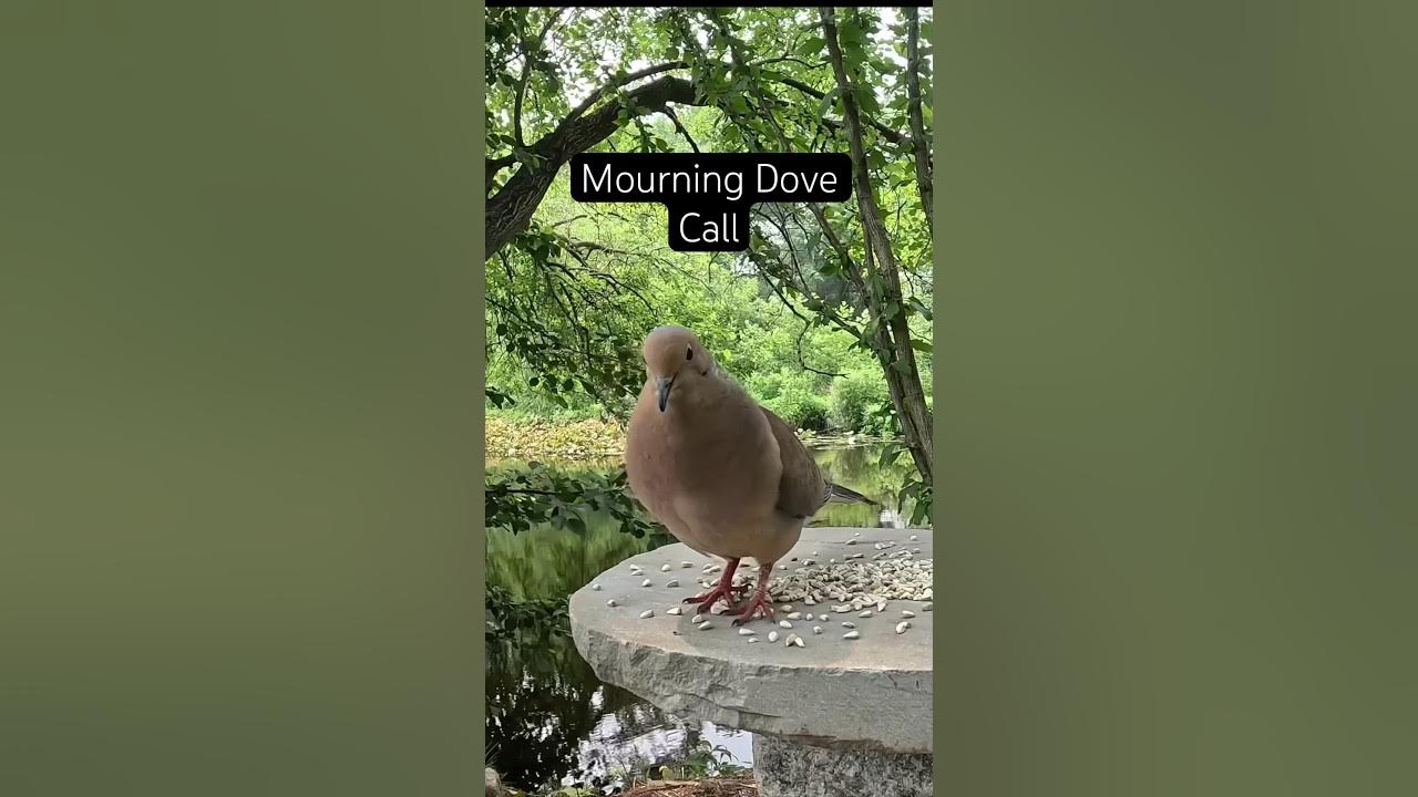 Mourning Dove Call and Cooing Sound #shorts #calming #birdcall #birds #backyardwildlife #viral Mourning Dove Call and Cooing Sound #shorts #calming #birdcall #birds #backyardwildlife #viral