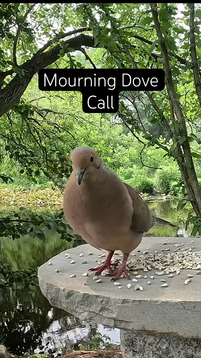 Suara Merpati Berkabung dan Suara Kutilang #shorts #menenangkan #panggilanburung #burung #satwaliarhalamanbelakang #viral