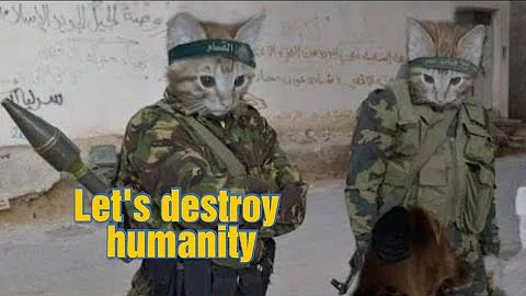 Video 11905981: funniest cats