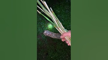 Cắm câu cá lóc ban đêm #cálóc