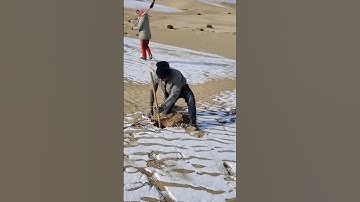 Preparation process for planting trees in the desert