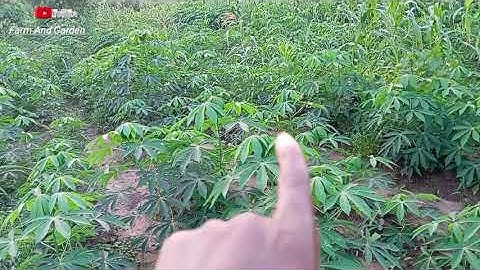 How you can apply herbicides on cassava and maize