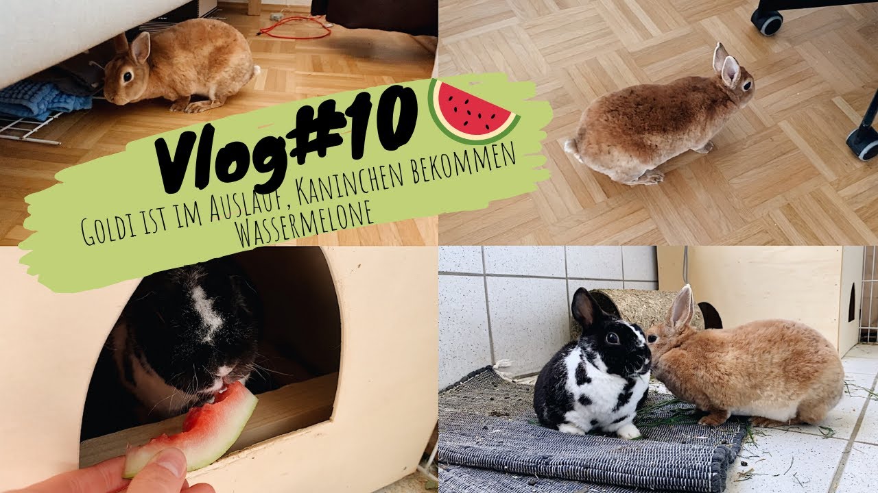 Goldi genießt den Auslauf, Apfelchips für Kaninchen, Vorbereitungen für die Buddelkiste // Vlog #10