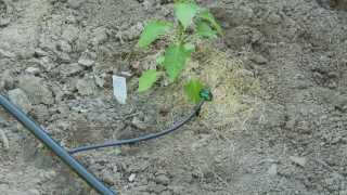How To do Drip Irrigation with Emitters
