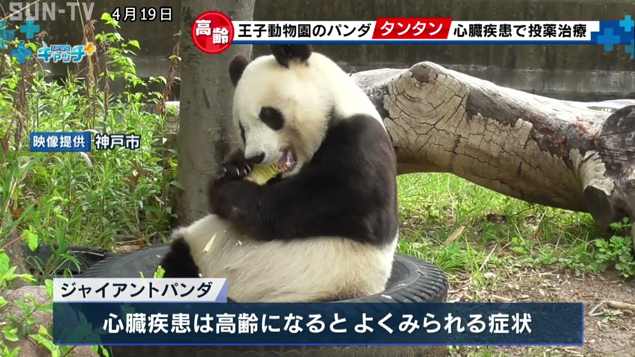 王子 動物園 パンダ