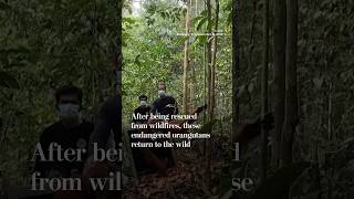 After being rescued from wildfires, these endangered orangutans return to the wild