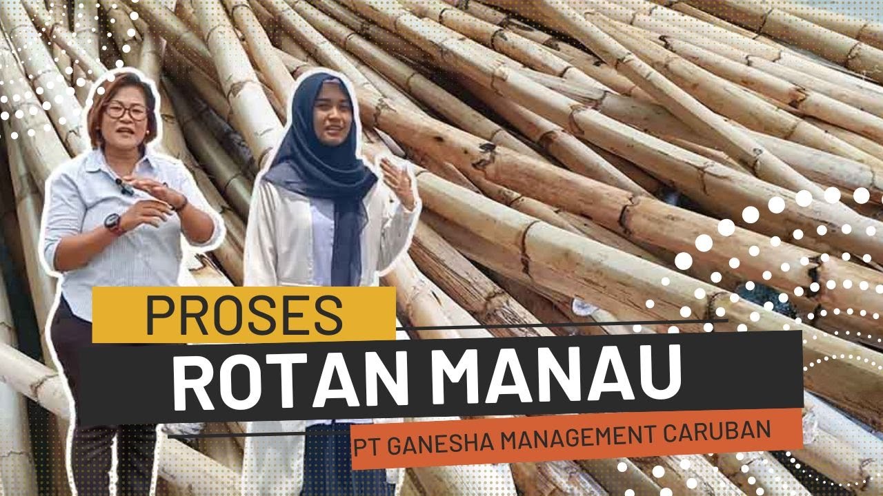 Proses Pengolahan Rotan Manau Mentah menjadi siap untuk pengrajin di Cirebon