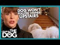 How to Get Your Dog to Respond to Your Voice | It&#39;s Me or the Dog