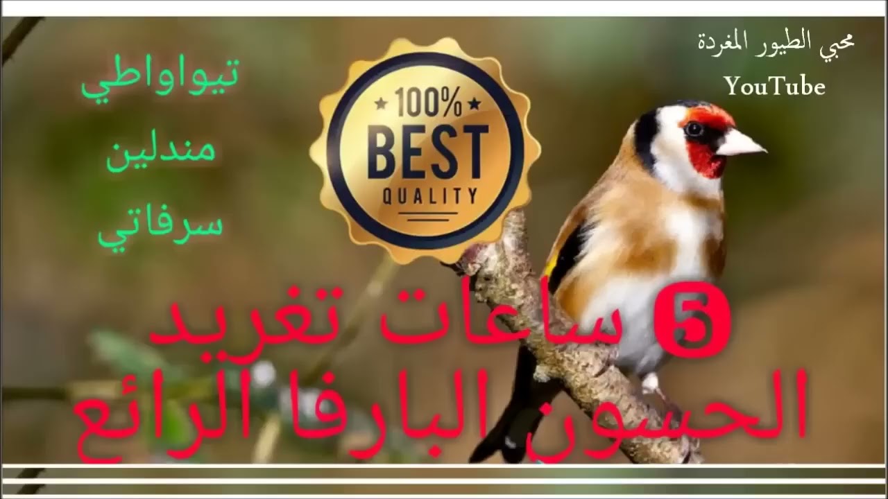 أجمل تغريد لتلقين صغار الحسون وهجينه 5 ساعات من التغريد النظيف المتواصل 💪💥🦜