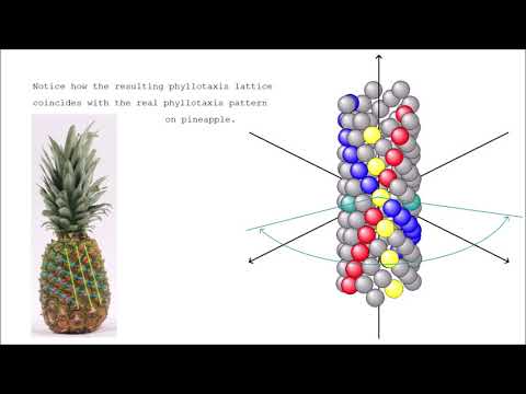 unified morphogenesis of spiral phyllotaxis