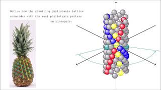 unified morphogenesis of spiral phyllotaxis