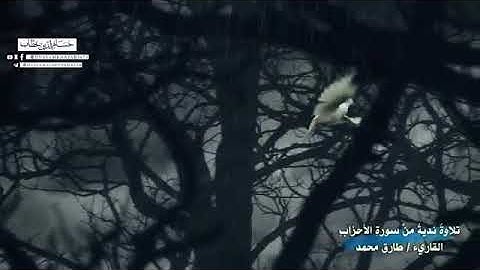 تلاوة ندية من سورة الأحزاب _حالات واتس اب قران بصوت طارق محمد😴حالات واتس اب دينية _ارح قلبك وسمعك